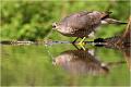 1062 - SPARROW DRINKING - BACLE JEAN CLAUDE - france